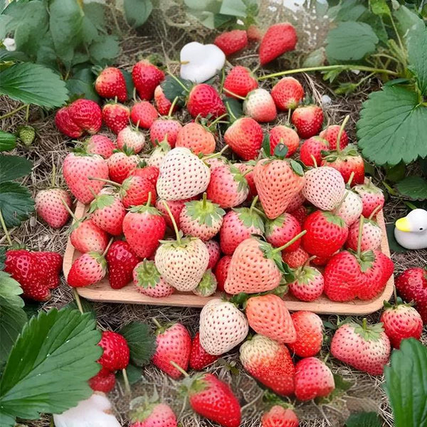 Rainbow Treasure F1 Strawberry Seeds