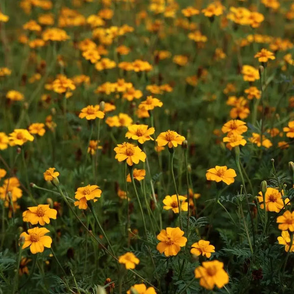 Golden Guardian Marigold Seeds