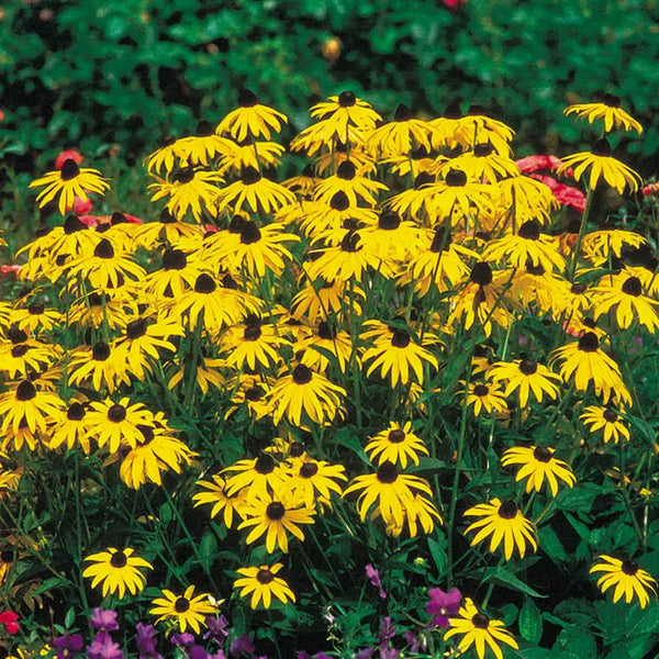 Goldsturm Strain Rudbeckia Seeds