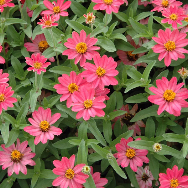 Profusion Coral Pink Zinnia Seeds