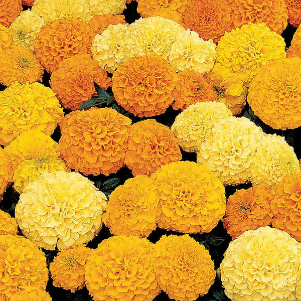 Mix Hybrid Marigold Seeds