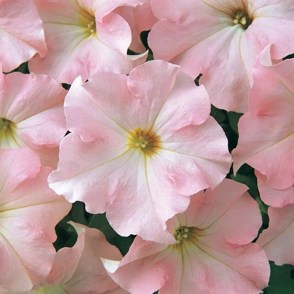 Dreams Appleblossom Petunia Seeds