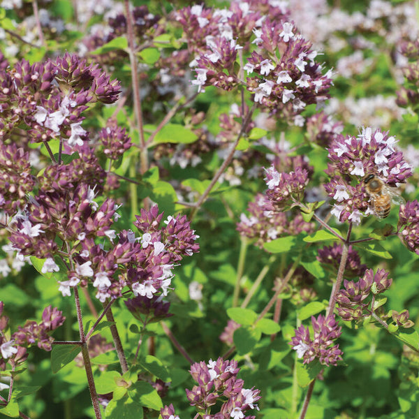 Wild Marjoram Organic Herb Seed