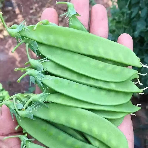 Dwarf White Sugar Snow Pea Seeds