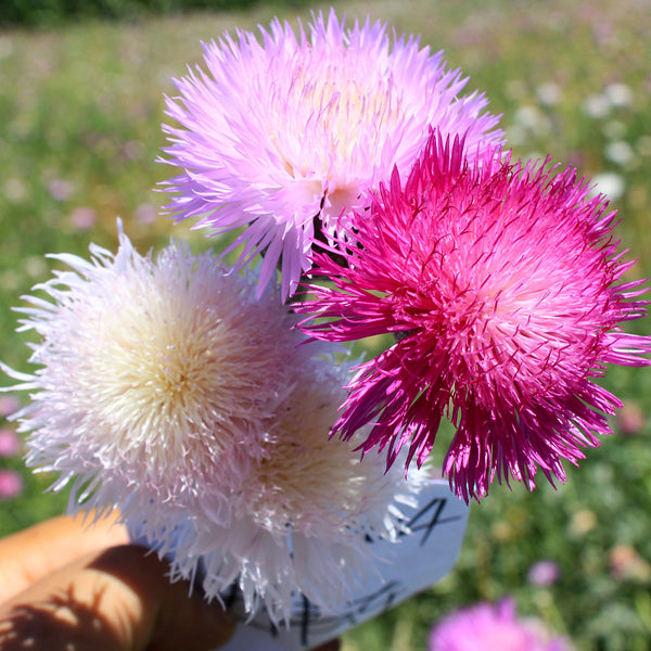 Imperialis Mix Cornflower Seeds