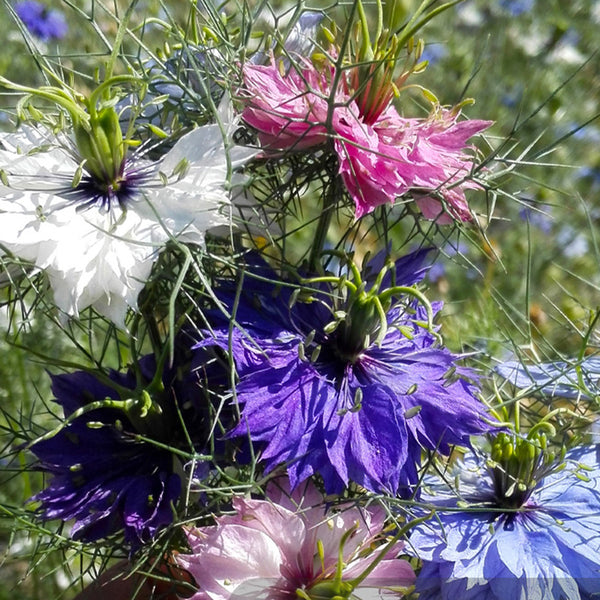 Love in a Mist Seeds - Mixed Colors Nigella Seed