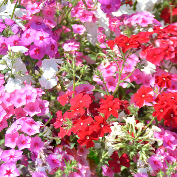 Mixed Annual Phlox Seeds