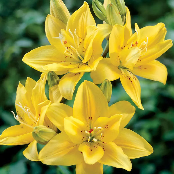 Lilium 'Fata Morgana' Asiatic Yellow Lily Bulbs