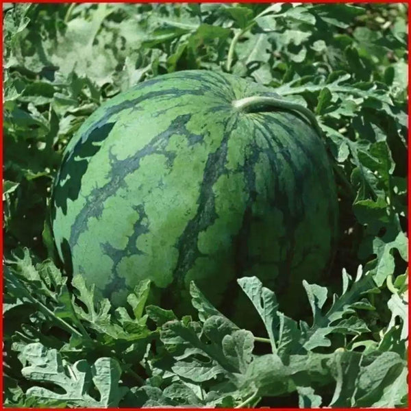 Cal Sweet Bush Watermelon Seeds