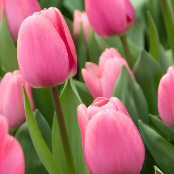 Pink Tulipa Big Love Tulip Bulbs