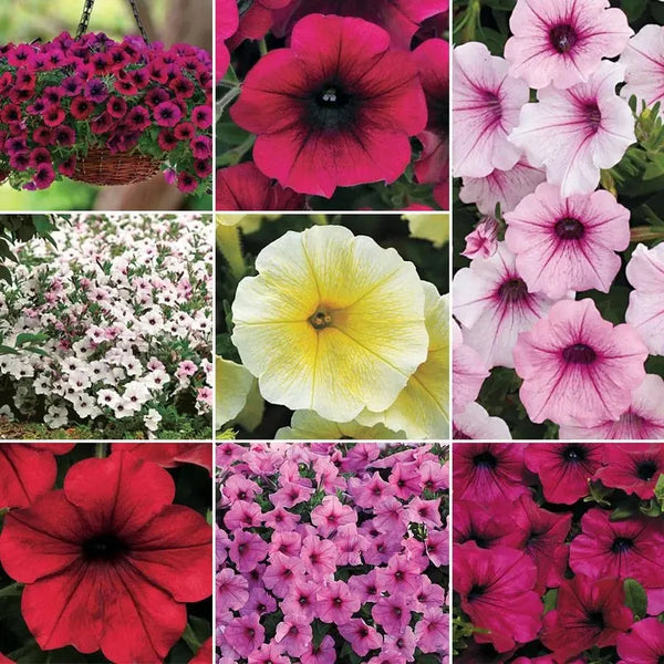 Wave Petunia Seed Collection