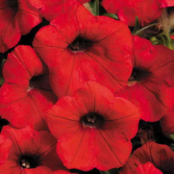 Shock Wave Red Petunia Seeds