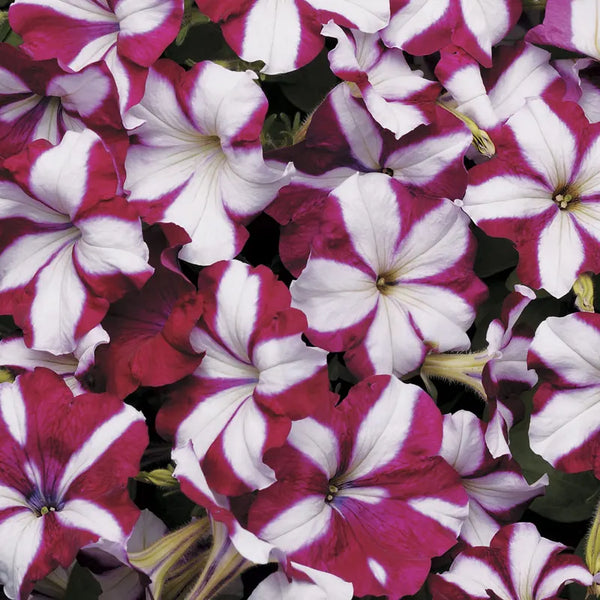 Easy Wave Burgundy Star Petunia Seeds