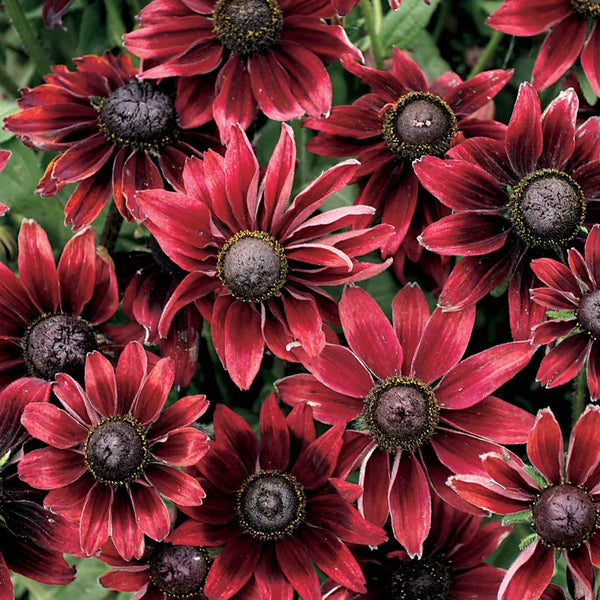 'Cherry Brandy' Rudbeckia Seeds