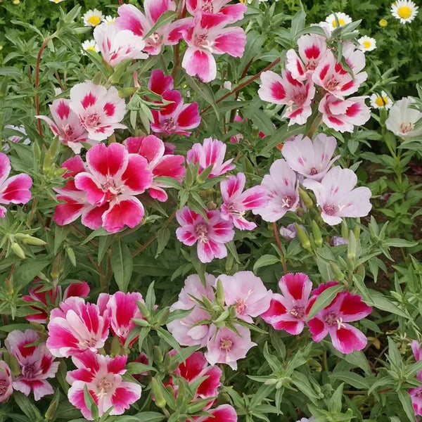 Satin Flower Godetia Seeds