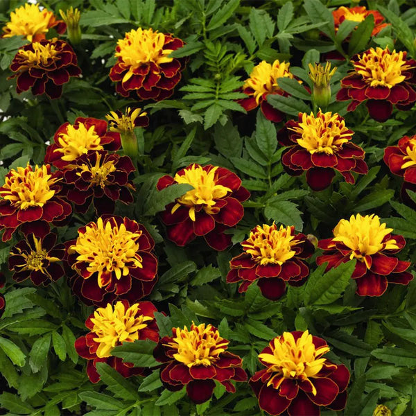 Super Spry Marigold Seeds