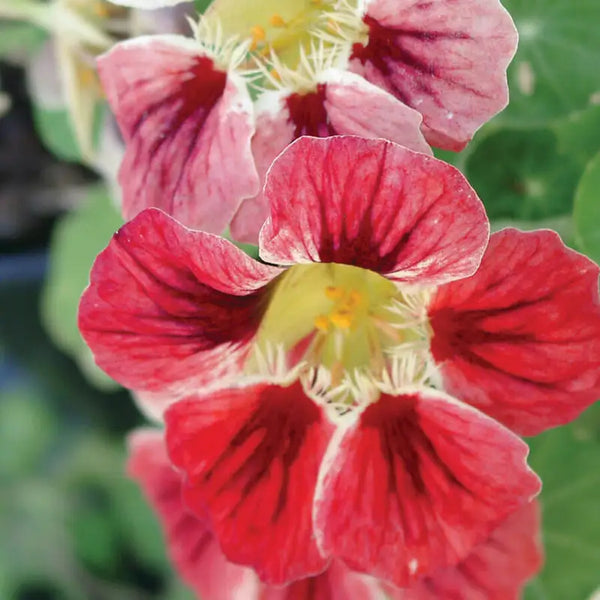 'Chameleon' Nasturtium Seeds