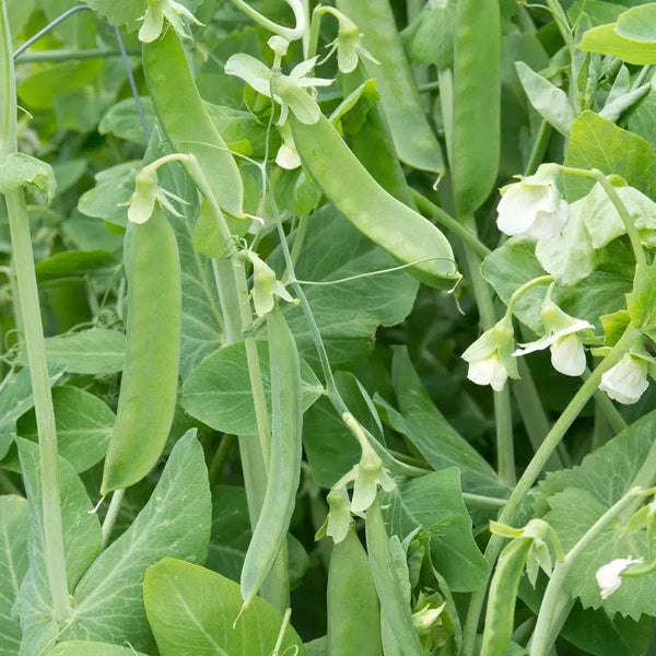 'Champion of England' Heirloom Pea Seeds