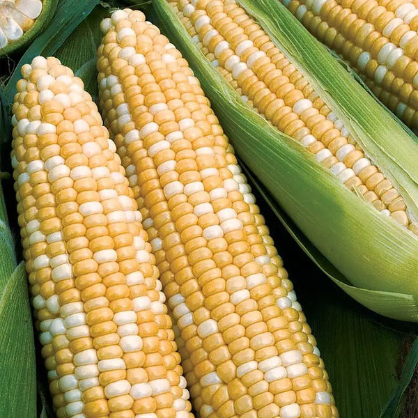 Ambrosia Sweet Corn Seeds