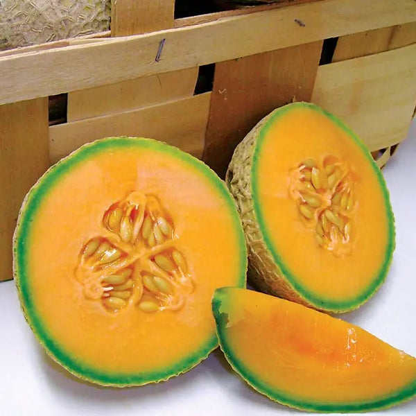 Sugar Cube Hybrid Melon Cantaloupe Seeds