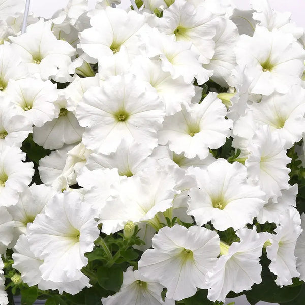 E3 Easy Wave White Petunia Seeds