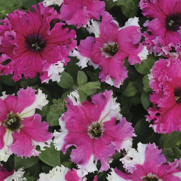 Karkulka Petunia Seeds