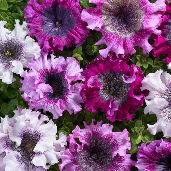 Superbissima Mix Petunia Seeds