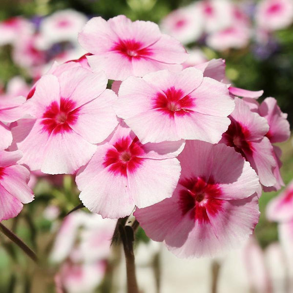 Brilliant Annual Phlox Seeds