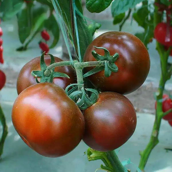 Purple Zebra Tomato Seeds