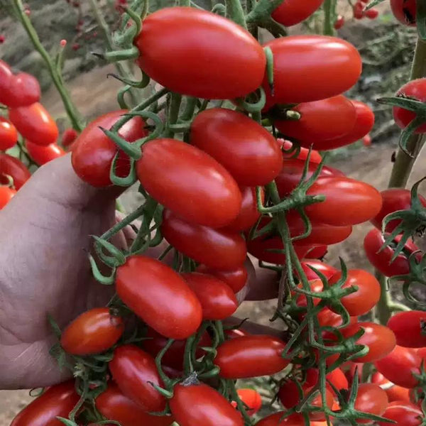 San Marzano Organic Tomato Seeds