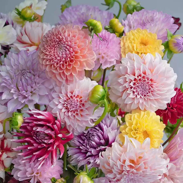 Dinnerplate Mix Dahlia Bulbs