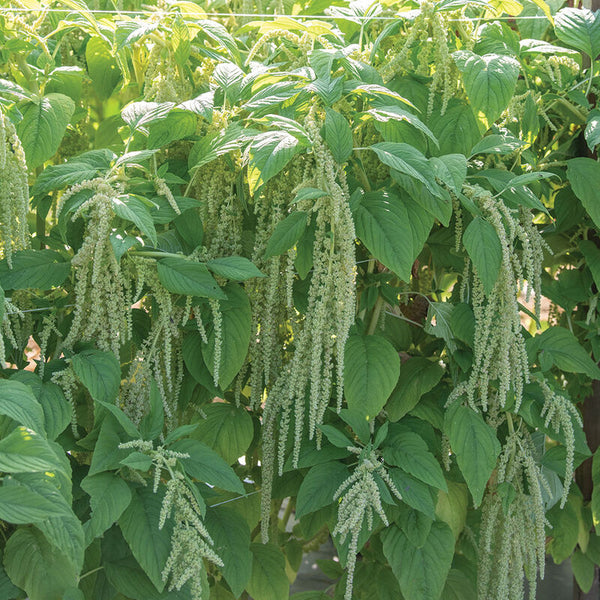 Love-Lies-Bleeding Green Amaranthus Seeds