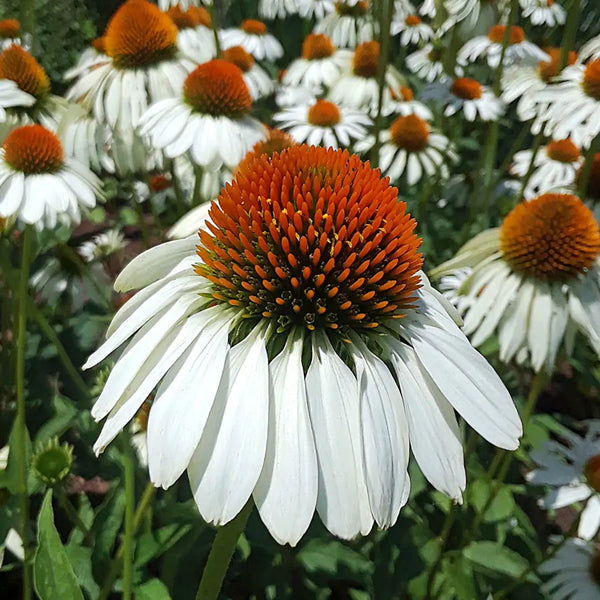 White Swan Coneflower Seeds