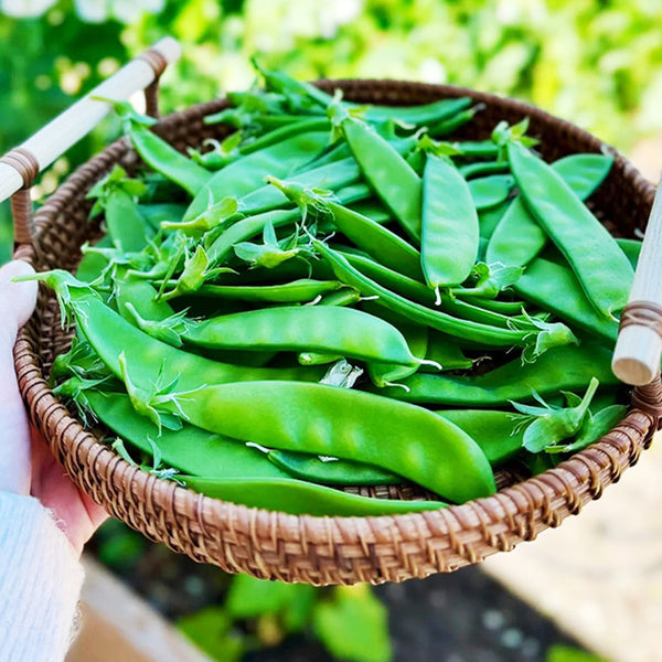 Mammoth Melting Organic Snow Pea Seeds