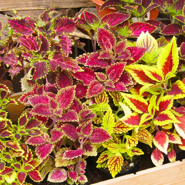 Select Mix Improved Coleus Seeds