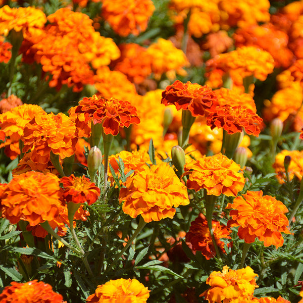 Fireball Marigold Seeds