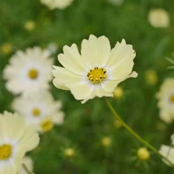 Apricot Lemonade Cosmos Seeds