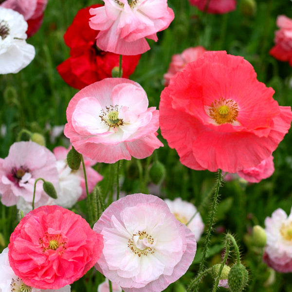 'Falling in Love' Poppy Seeds