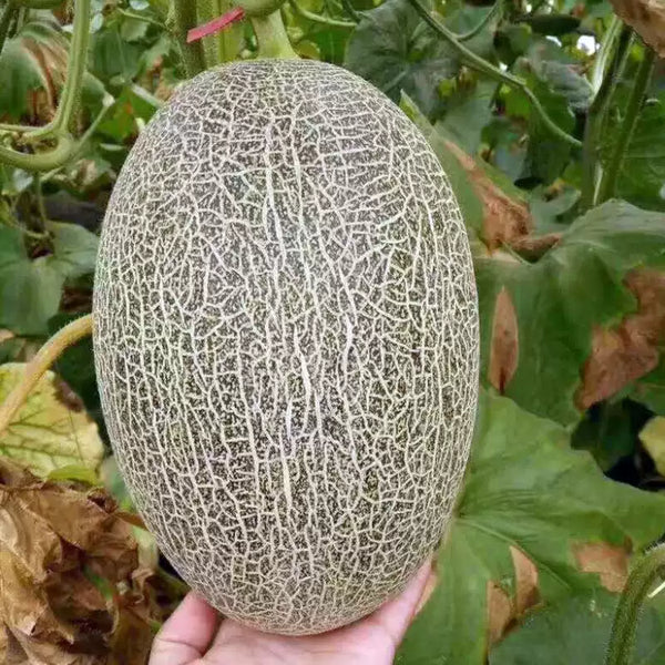 Hales Best Jumbo Melon Seeds