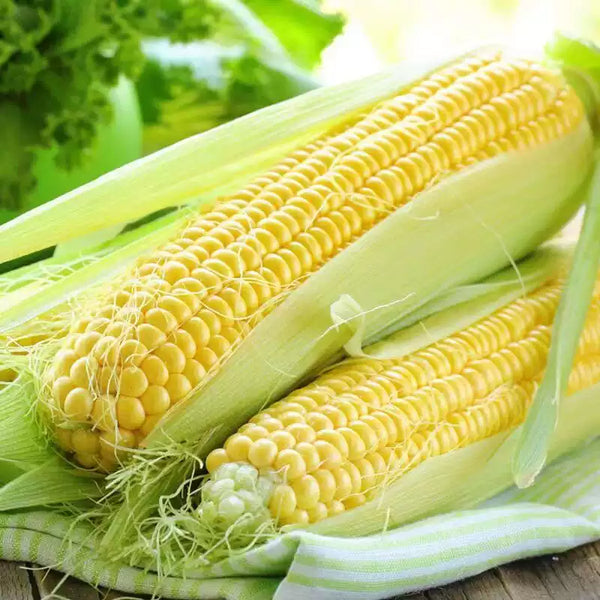 Honey Select TripleSweet Hybrid Sweet Corn Seeds