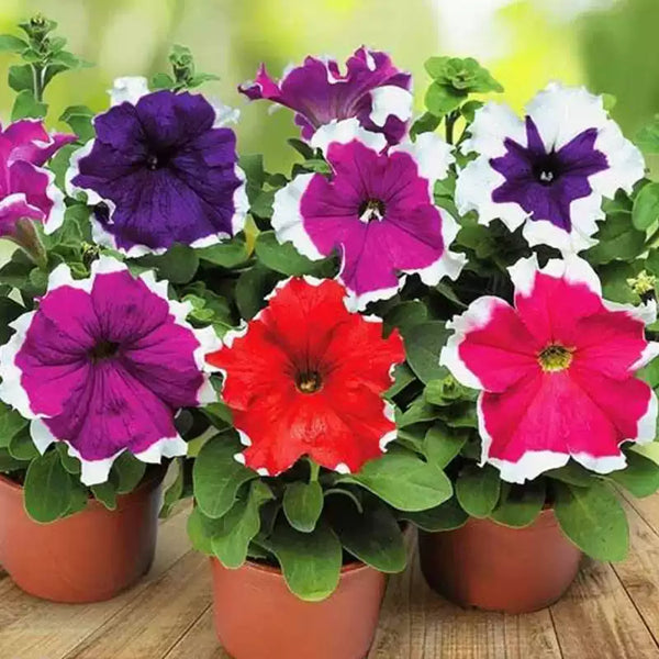 Donna Picotee Mix Petunia Seeds