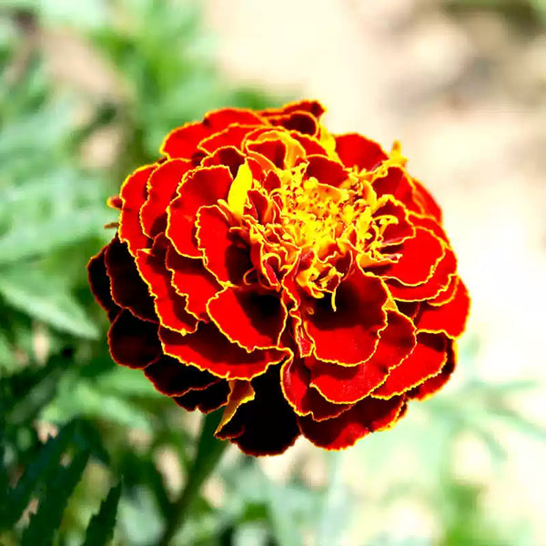 Harmony Marigold Seeds