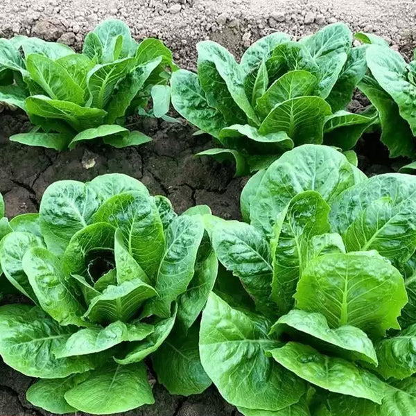 Teton Romaine Lettuce Seeds