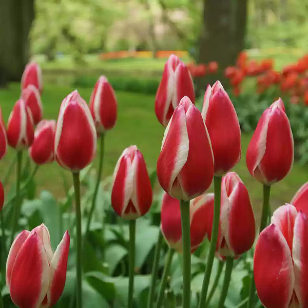 Tulipa Candy Apple Delight Bulbs