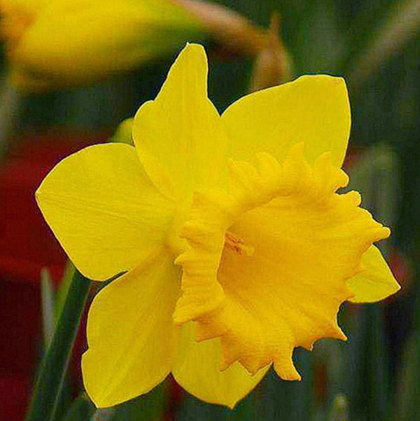 'King Alfred Improved' Daffodil Bulbs