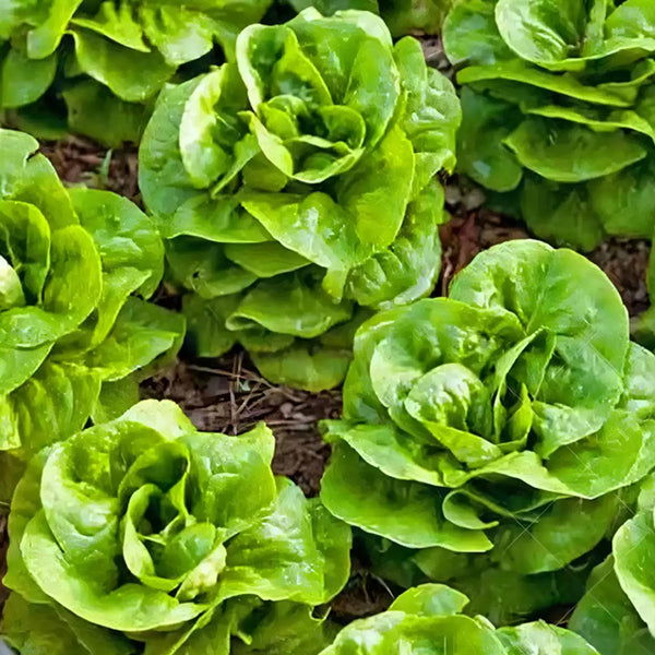 Buttercrunch Lettuce Seeds