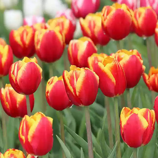 Tulip 'Suncatcher' Bulbs