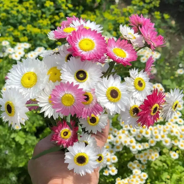 Giant Flowered Mix Helipterum Seeds