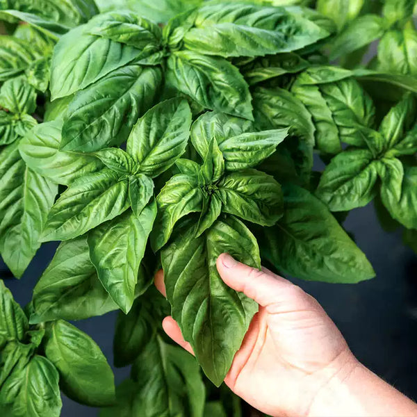 Large Leaf Italian Basil Seeds