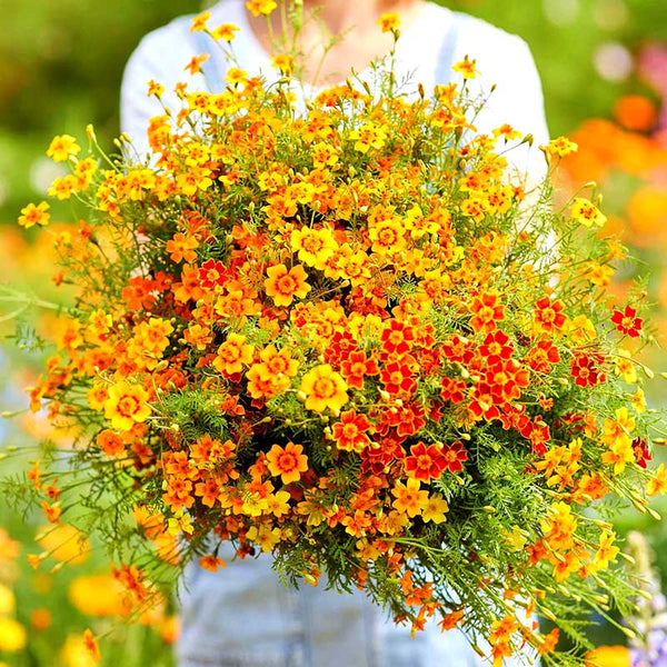 Disco Mix Marigold Seeds